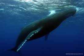 Commercial whaling in the 1800s and early 1900s significantly reduced the global humpback whale population. Humpback Whale Songs Provide Insight To Population Changes Eurekalert Science News