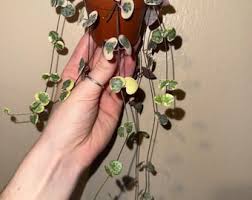 Image result for Ceropegia nilotica