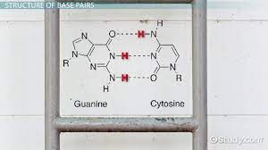 Enzymes link together to form a template for a new dna molecule to be built. Base Pairs Definition Types Video Lesson Transcript Study Com