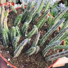 Image result for Kleinia