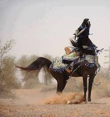 Barca Eastern Libya Horses Horse Love Arabian Horse
