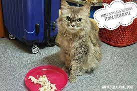 Cara membuat makanan basah untuk kucing: Diet Ayam Rebus Baik Untuk Kucing Ini Adalah Bellarina Natasya