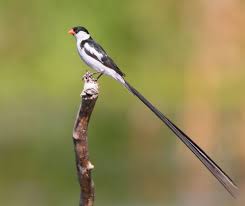 Black Birds In California This Striking African Bird Is Showing Up In California Yards And That S A Problem