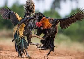 Rooster fighting is one of the many bains on american society that needs to stop. The Magnificent Photographs Of Roosters During Fighting Looking So Good Fighting Rooster Rooster Game Fowl