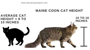 Elegant cat weight chart by age michaelkorsph me. The Maine Coon Size Compared To A Normal Cat Maine Coon Expert