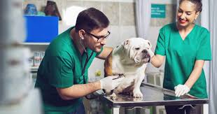 You can choose to work in small private practices or large veterinary hospitals. Vet Technician Vs Vet Assistant What S The Difference Medcerts