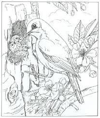 B003f6adcbb932d1 Animal Coloring Pages Bluebird Jpg 520 610 Coloring Pages Nature Bird Coloring Pages Animal Coloring Pages