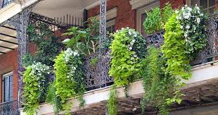 10 Ideas To Decorate Your Balcony Garden With Creepers Climbers Planting Flowers Balcony Plants Balcony Garden