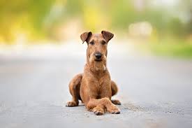 Image result for irský teriér