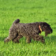Any dog breed affenpinscher afghan hound africanis airedale terrier akbash akita alapaha blue blood bulldog alaskan klee kai alaskan malamute american bandogge mastiff american bulldog american bully american english coonhound american eskimo dog. Kerry Blue Terrier Wisdom Panel German