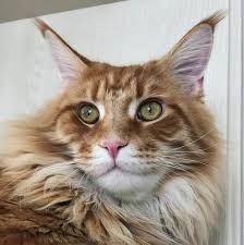 As you see, the possibilities are endless! 300 Regal Cat Names Cat Names Cats Cool Cats