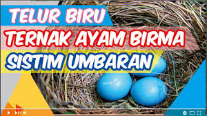 Cangkangnya berwarna biru di bagian. Telur Biru Ternak Ayam Birma Umbaran Youtube