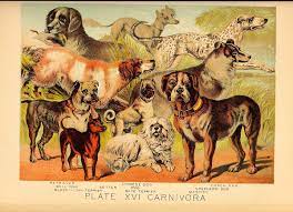 1080x1080 gamerpic link to gamerpic 1080 x 1080 png. List Of Dog Breeds Wikipedia