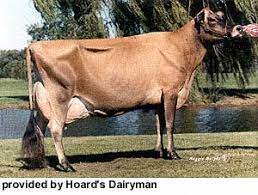 Breeds Of Livestock Jersey Cattle Breeds Of Livestock Department Of Animal Science