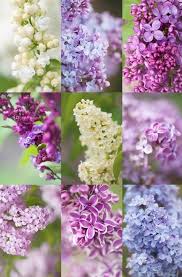 Flieder Schneiden Fur Reiche Und Aromatische Bluten Beautiful Blooms Beautiful Flowers Pretty Flowers
