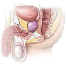 Image result for Prostate Anatomy