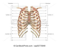 The ribs form the main structure of the thoracic cage protecting the thoracic organs, however their main function is. Ribs Human Anatomy Human Anatomy