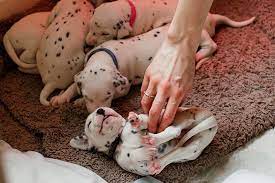 Akc S Guide To Responsible Dog Breeding American Kennel Club