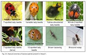 Download scientific diagram | banana aphid (pentalonia nigronervosa). Chapter Ii Key Pests And Pathogens Of Banana Bbtv