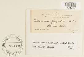 Image result for Acanthopale pubescens