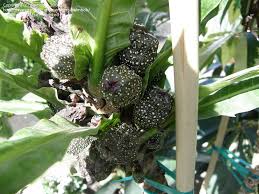 Zion missing woman case makes no sense will be in southern utah for two weeks Plantfiles Pictures Palmleaf Fig Philippine Fig Draceana Fig Ficus Pseudopalma 1 By Palmbob