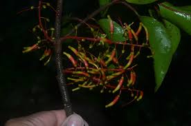 Image result for Helixanthera