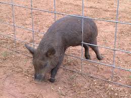 With having 6 goats and 3 pigs in the same pasture it has been hard getting in with all their food. Top Ten Hog Trapping Mistakes Jager Pro Store