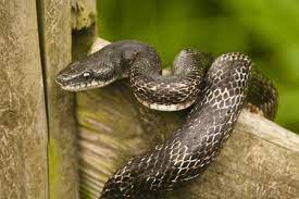 A Guide To Caring For Black Rat Snakes As Pets