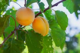 Always get rid of diseased, damaged, or dead branches. Premium Photo Young Green Apricots Hanging On Tree Branch