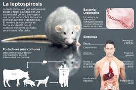 Weil's disease, the acute, severe form of leptospirosis, causes the infected individual to become jaundiced (skin and eyes become yellow), develop kidney failure, and bleed. Penyakit Kencing Tikus Hantui Masyarakat Ambon Antara News
