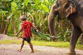 Check 'mahut' translations into english. Mahouts Wegbegleiter Der Elefanten Urlaub In Thailand Erleben