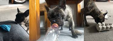 Home topics pets dogs finding games for you and your dog to play together can feel like a challenge. Homemade Toys And Puzzles For Dogs