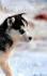 100 Male Husky Dog Names - EverydayKnow