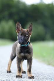 German Shepherd Strong And Loyal With Images Dogs Cute Puppies Shepherd Puppies