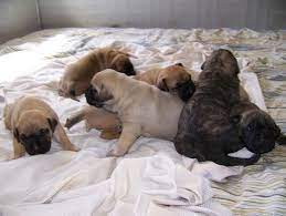 Prior to placing a deposit on one of the above listed puppies for sale please ensure you have filled out the puppy purchase form to the right and received authorization from us to purchase one of our beautiful bullies. Litter Of 7 Presa Canario Puppies For Sale In Canton Ga Adn 71868 On Puppyfinder Com Gender Male S And Female S Ag Puppies For Sale Presa Canario Puppies
