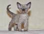 Devon Rex — Find Breeders and Devon Rex Kittens For Sale!