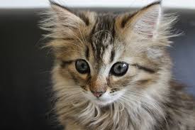 They aren't caged and are able to run and play underfoot. Norwegian Forest Cat Info Traits Pictures Excited Cats