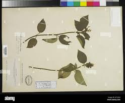 Image result for Dissotis ruandensis