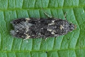 Image result for Bryotropha senectella