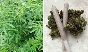 Or on the day of april 20th, and by extension, a way to identify. 420 Day How Did 420 Weed Day Start World News Express Co Uk