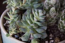 We did not find results for: Have Stretched Out Succulents Treat Them To More Light Altman Plants