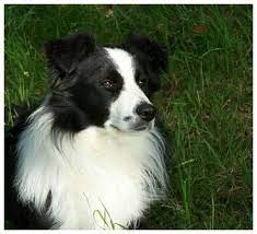 Border Collie Puppies Border Collies For Sale Scotland Uk Collie Puppies For Sale Collie Puppies Border Collie Puppies
