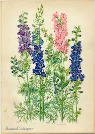 Pin On Language Of Flowers