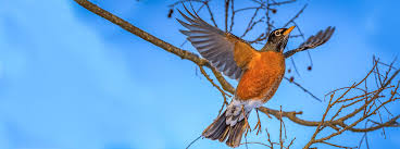 The black robin or chatham island robin (petroica traversi) is an endangered bird from the chatham islands off the east coast of new zealand. Do Robins Migrate American Robins Winter Habits Explained