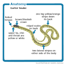 Anatomy Of The Common Garter Snake Snake Facts For Kids Garter Snake Snake Facts