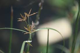Image result for Cyperus articulatus