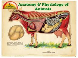Anatomy Physiology Of Animals