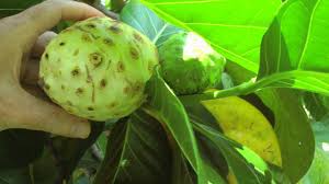 Company health for you offers juice that is made from fruit of the noni trees which grow on plantations in costa rica. The Noni Fruit And Tree Morinda Citrifolia Hd Video Youtube