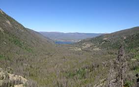 Gray pines are dead and bare; Ghosts Of Forests Past Bark Beetles Kill Lodgepole Pines Affecting Entire Watersheds Nsf National Science Foundation