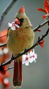 Maybe you would like to learn more about one of these? Pin On Cardinals And Other Beautiful Birds